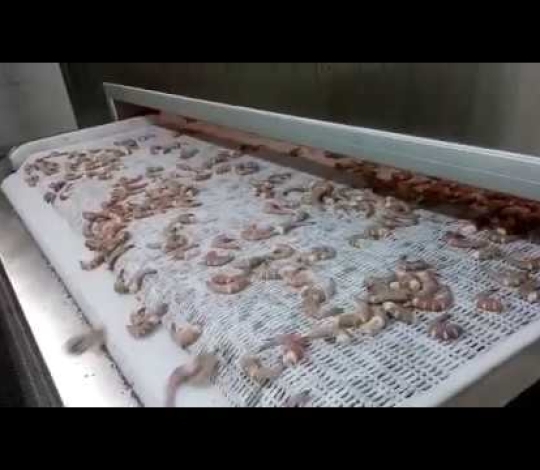 Băng tải lưới inox trong ngành tôm